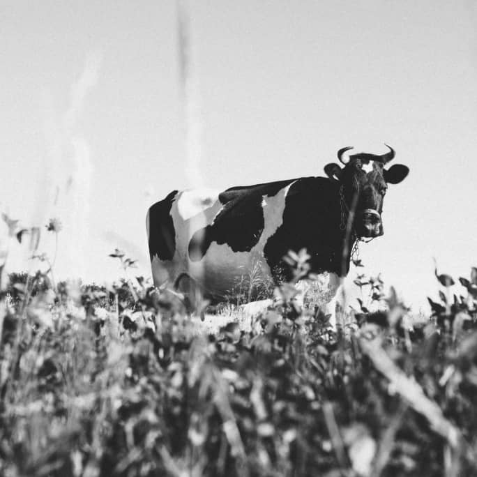 Cow standing on a pasture