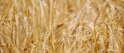 Barley field